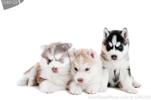 Image of Three Siberian husky puppy isolated