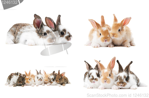 Image of set of baby bunny rabbits