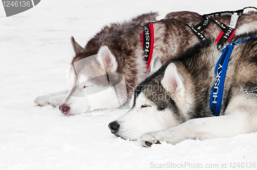 Image of sled dog siberian husky