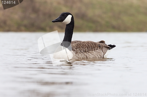 Image of Canadian goose in the water