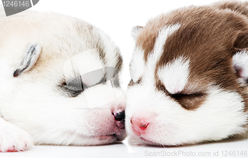 Image of Close-up sleeping husky puppy