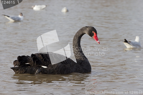 Image of Black Swan