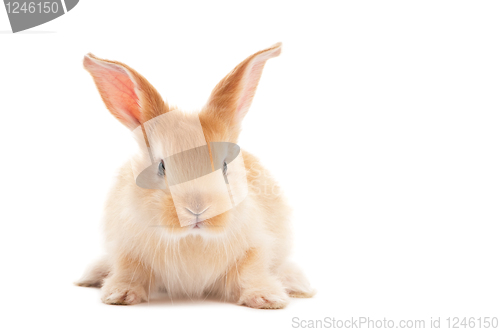 Image of one young baby rabbit isolated