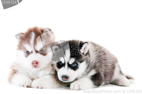 Image of Two Siberian husky puppy isolated