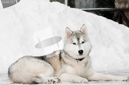 Image of siberian husky dog at winter