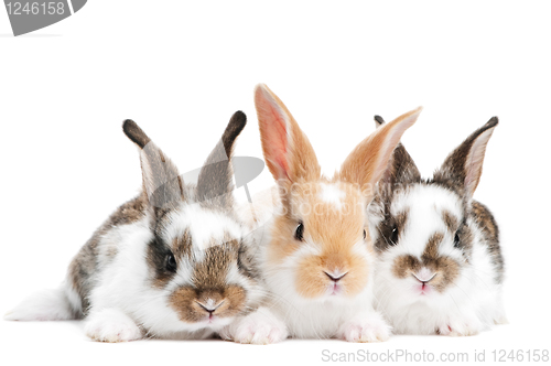 Image of three young baby rabbit isolated
