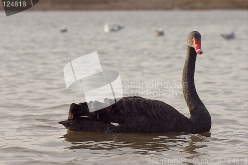 Image of Black Swan 2