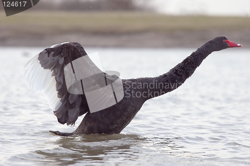Image of Black Swan 3
