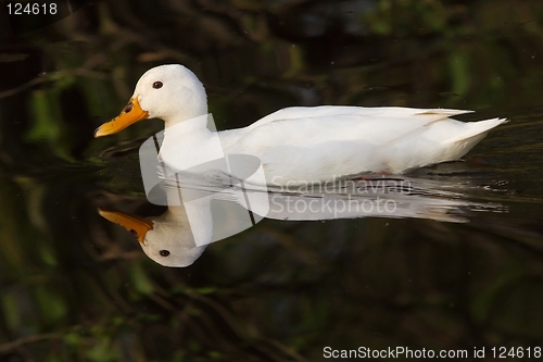 Image of White Duck