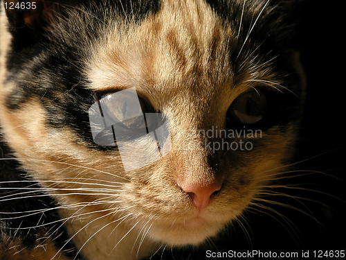 Image of calico kitten