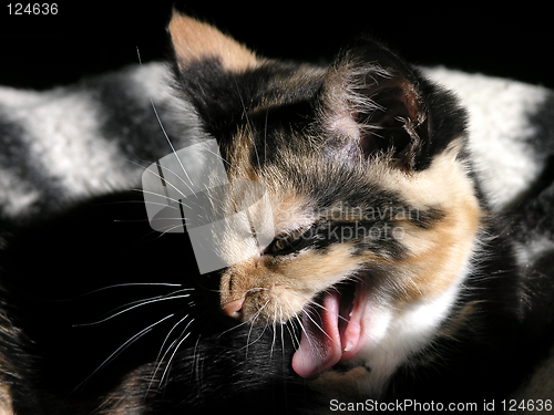 Image of Kitten yawning