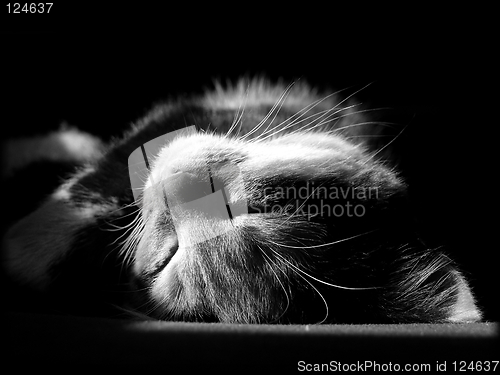 Image of Kitten sleeping