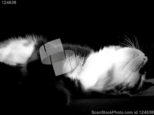 Image of Kitten sleeping 02