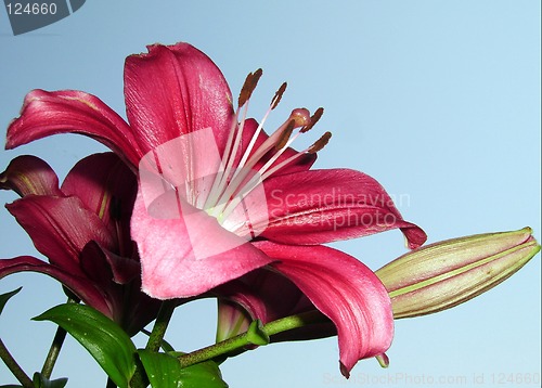 Image of Summer flower