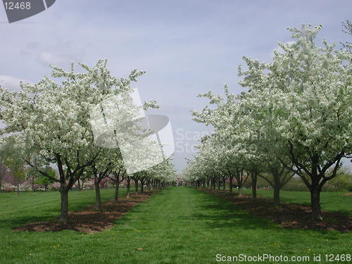 Image of Wedding Lane