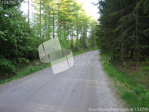 Image of Forest road