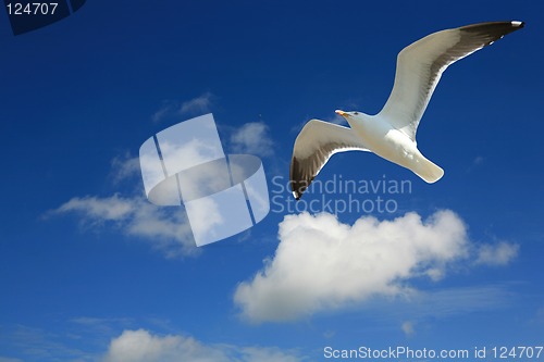 Image of  seagull  in Flight