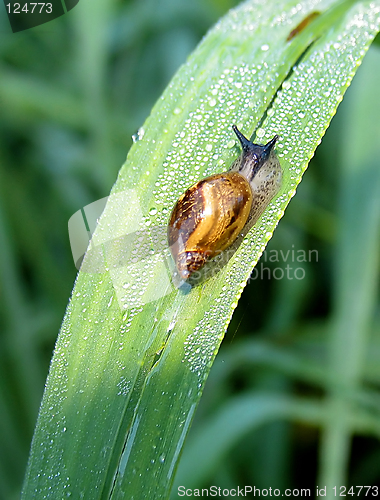 Image of Grape snail