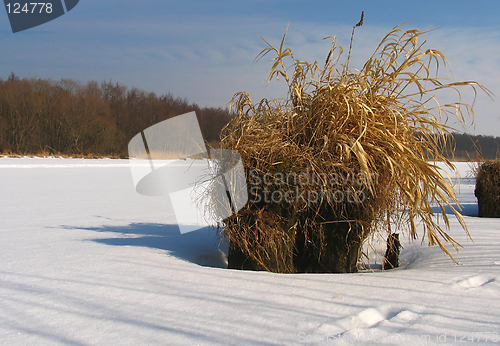 Image of winter ikebana