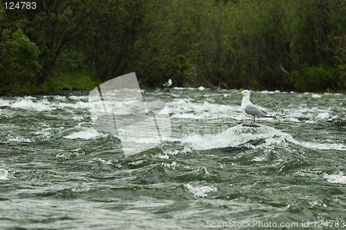 Image of Gull waiting for food