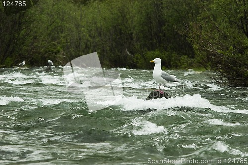 Image of Gull waiting for food