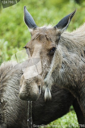 Image of Drooling moossie-poossie