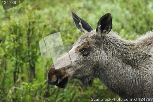 Image of Alaskan model - moose posing