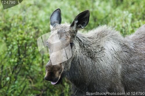 Image of Crazy moose