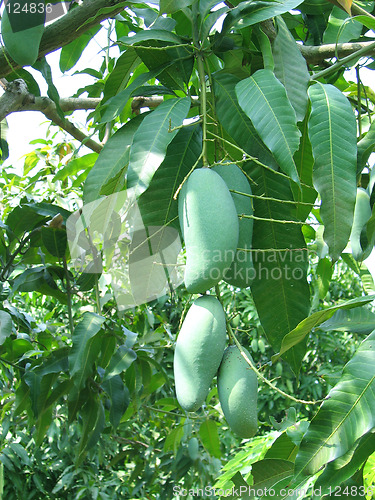 Image of Mangoes on the mango tree