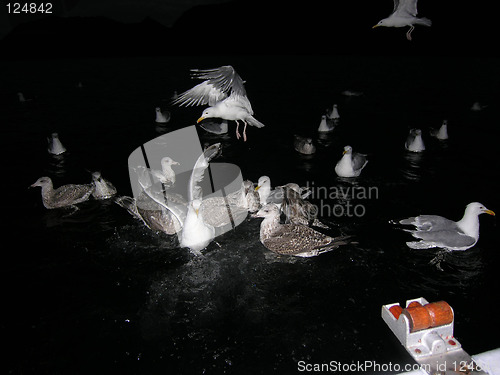 Image of Seagulls