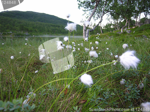 Image of Meadow