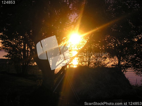 Image of The sun in branches