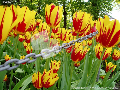 Image of Flowers in chain