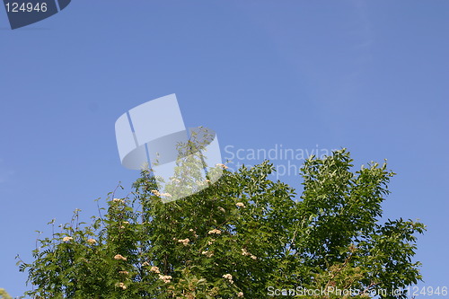 Image of Blue Sky