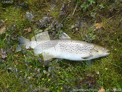 Image of sea trout on fly