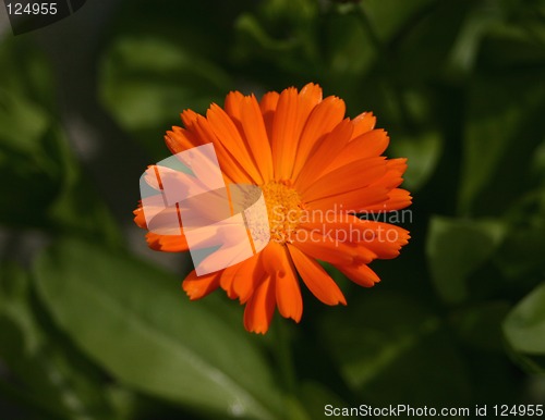 Image of Orange Flower