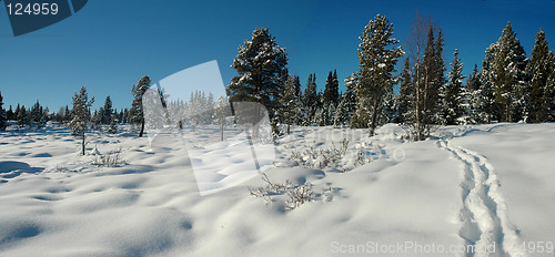 Image of Snow - elk tracks