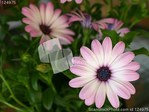 Image of Pink Flowers