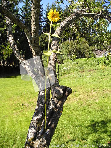 Image of Sunflower on tree