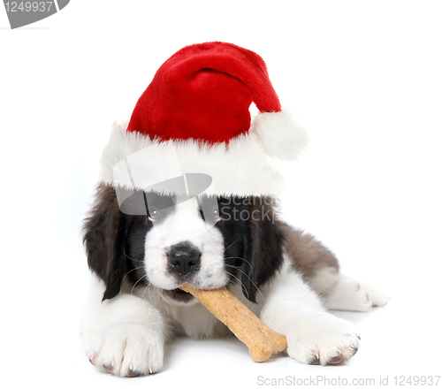 Image of Adorable Santa Clause Saint Bernard Puppy