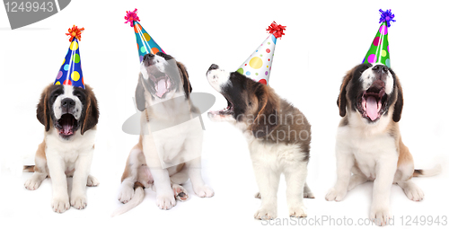 Image of Singing Saint Bernard Dogs Celebrating