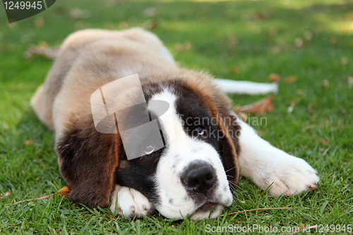 Image of Puppy Dog Outdoors in the Grass