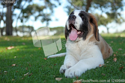 Image of Puppy Dog Outdoors in the Grass