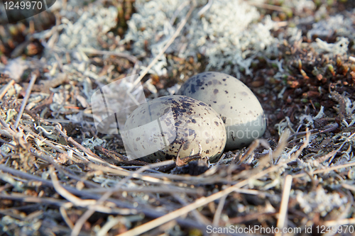 Image of two eggs