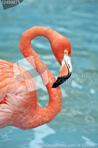 Image of Pink Flamingo.