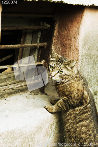 Image of homeless cat wants to climb in a window in a cellar, but it is c