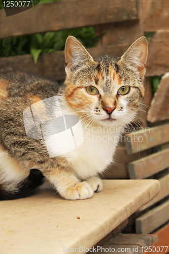 Image of three-colored cat sits on a bench