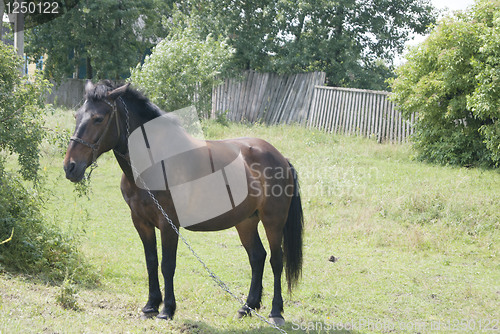 Image of  A horse standing