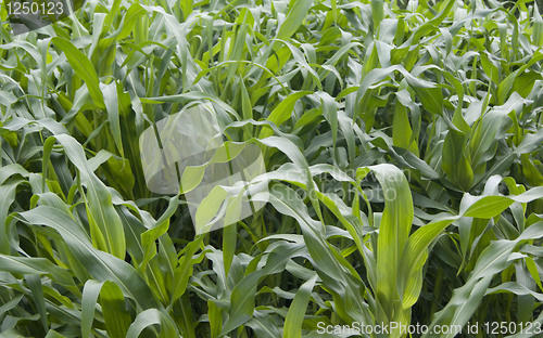 Image of New corn ripening