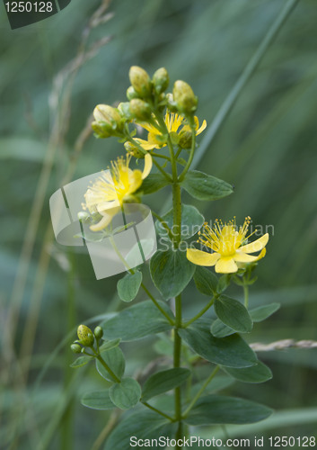 Image of Saint-John's-wort in blossom